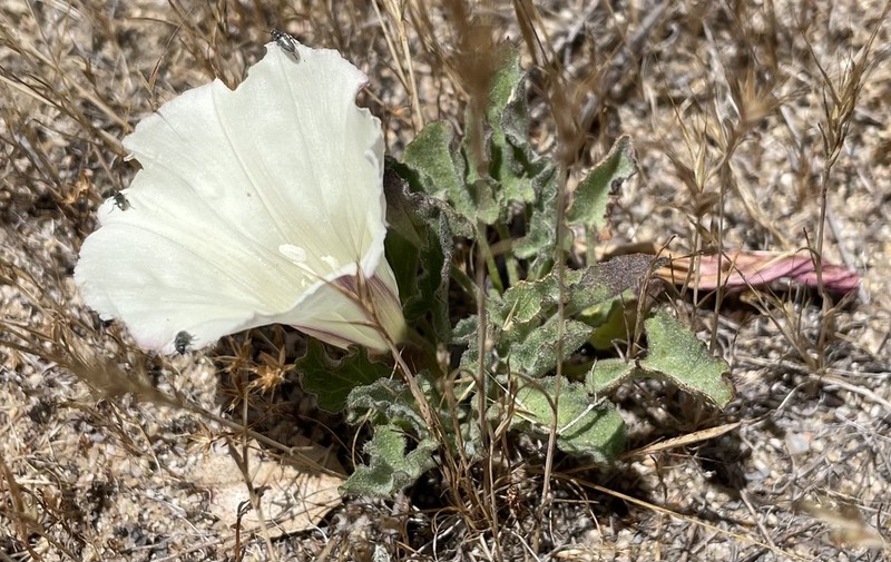 Hillside False Bindweed photo 6
