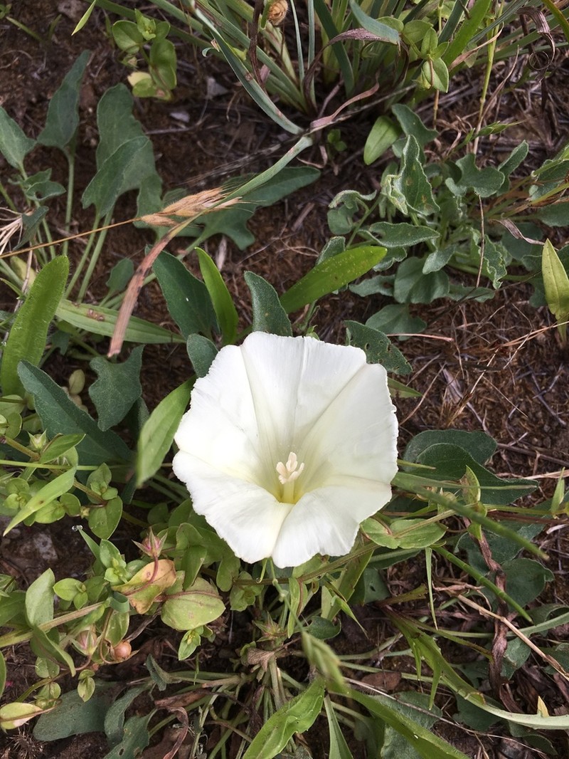 Hillside False Bindweed photo 7
