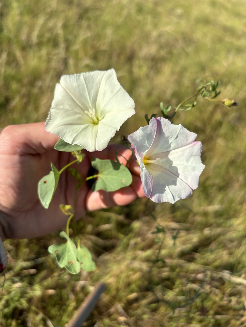 Calystegia subacaulis subsp. episcopalis