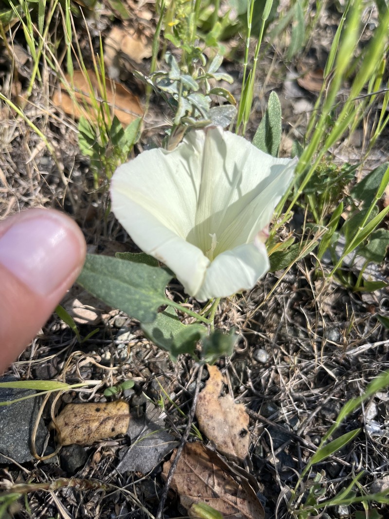 Calystegia subacaulis subsp. episcopalis photo 2