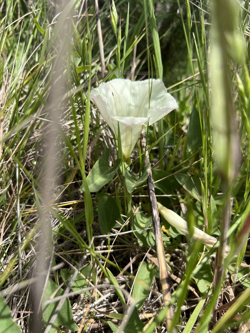 Calystegia subacaulis subsp. episcopalis photo 3