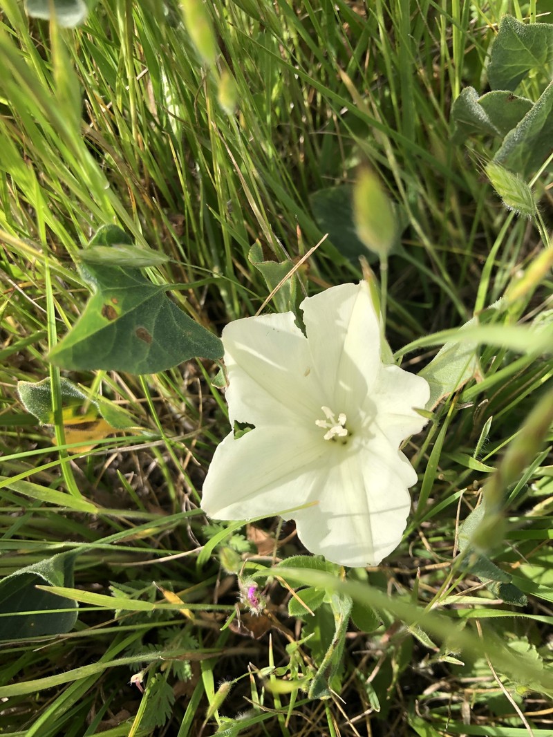 Calystegia subacaulis subsp. episcopalis photo 5