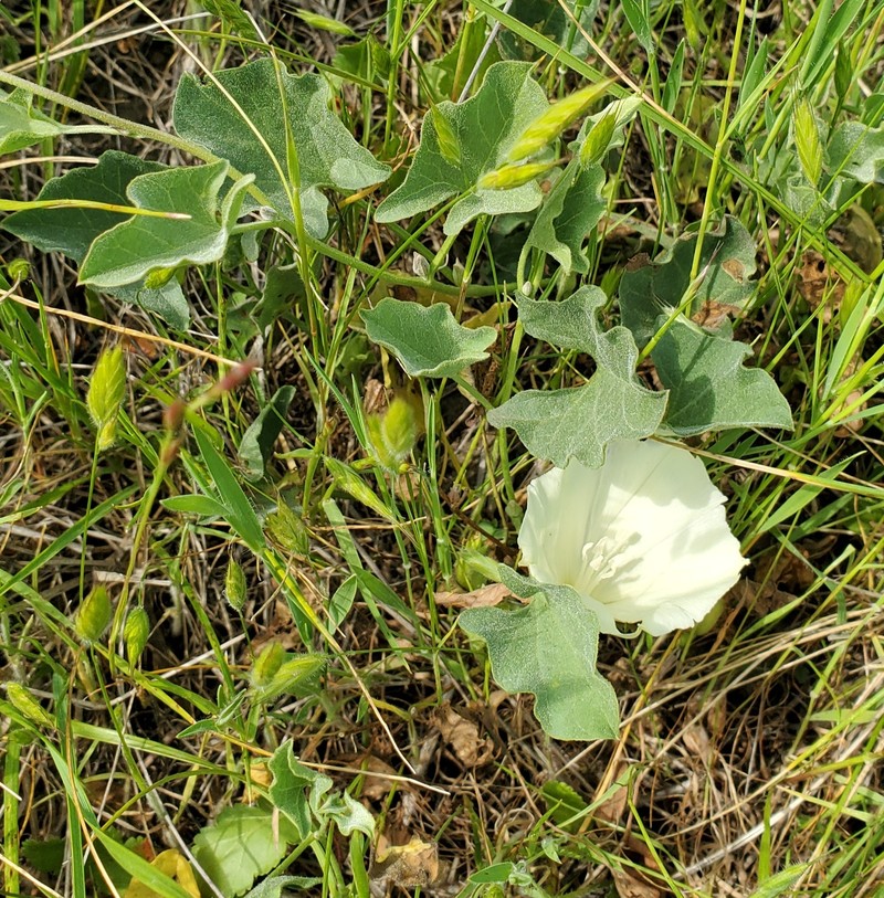 Calystegia subacaulis subsp. episcopalis photo 6