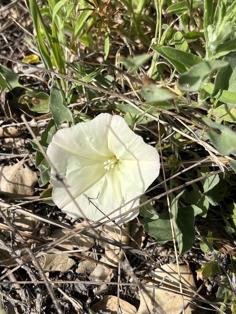 Calystegia subacaulis subsp. episcopalis photo 7