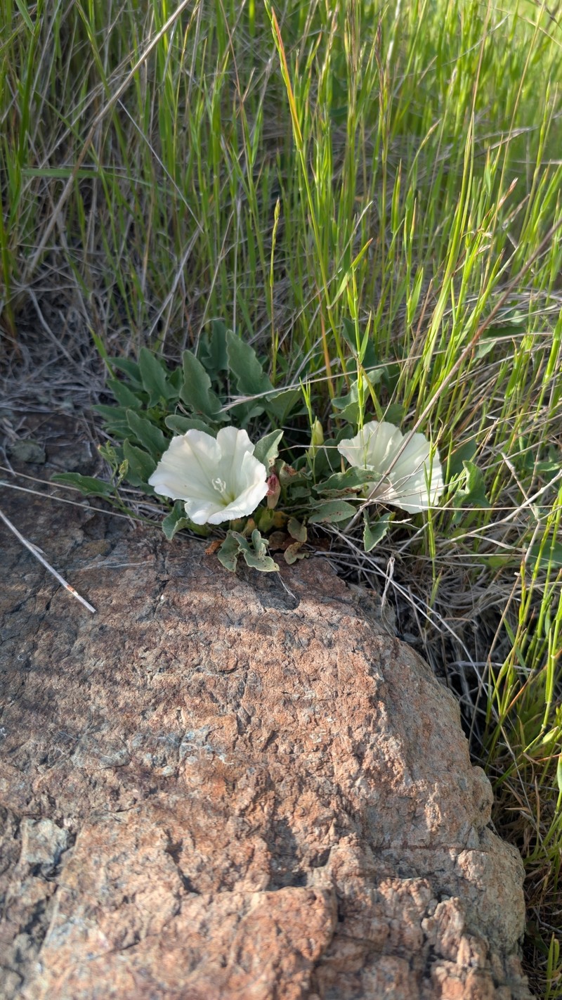 Calystegia subacaulis subsp. episcopalis photo 8