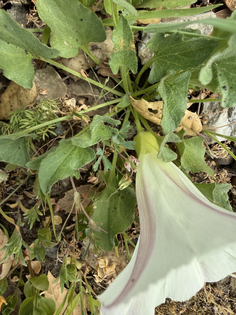 Calystegia subacaulis subsp. subacaulis