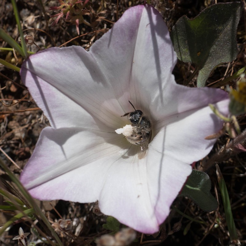Calystegia subacaulis subsp. subacaulis photo 2