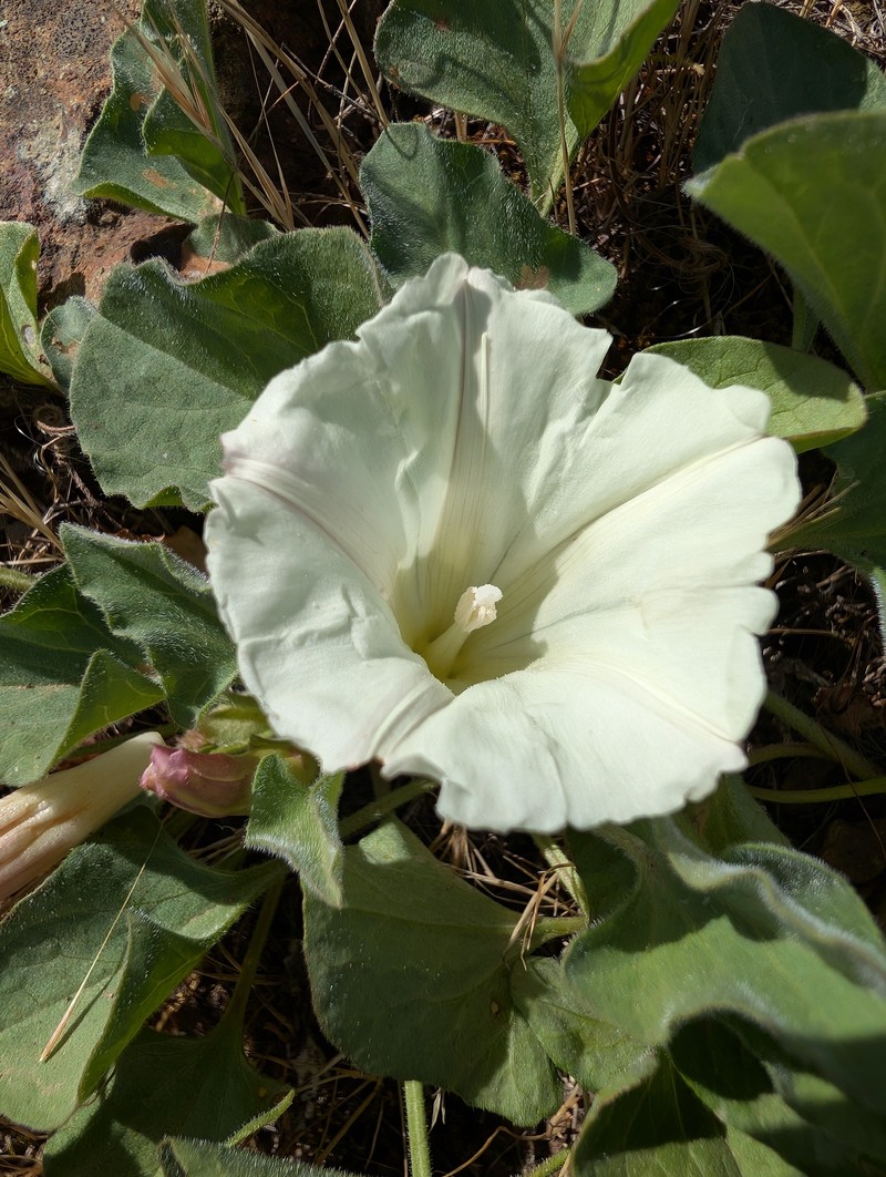 Calystegia subacaulis subsp. subacaulis photo 3