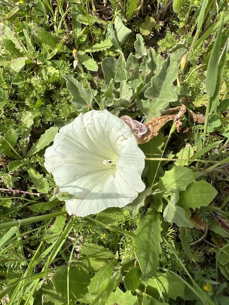 Calystegia subacaulis subsp. subacaulis photo 4