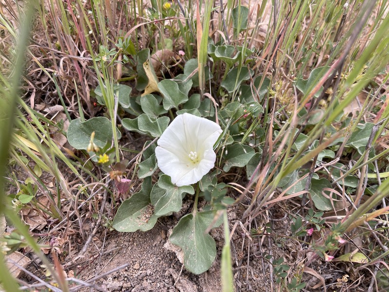 Calystegia subacaulis subsp. subacaulis photo 5