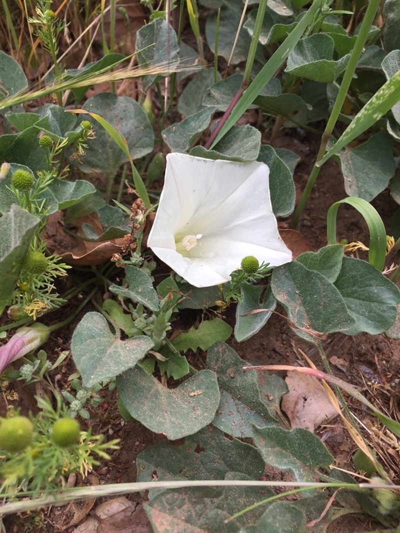 Calystegia subacaulis subsp. subacaulis photo 6