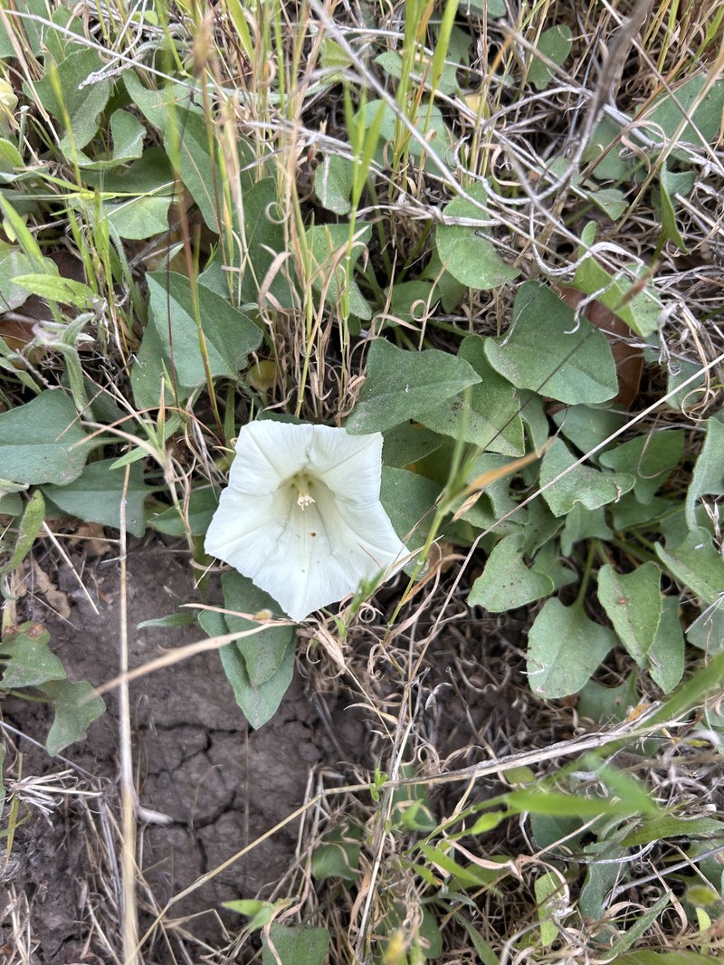 Calystegia subacaulis subsp. subacaulis photo 7