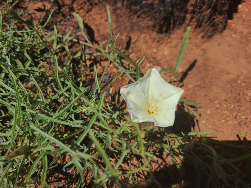 Van Zuuk False Bindweed