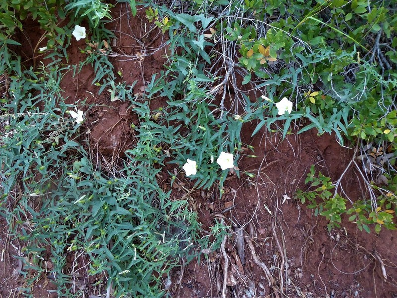 Van Zuuk False Bindweed photo 2
