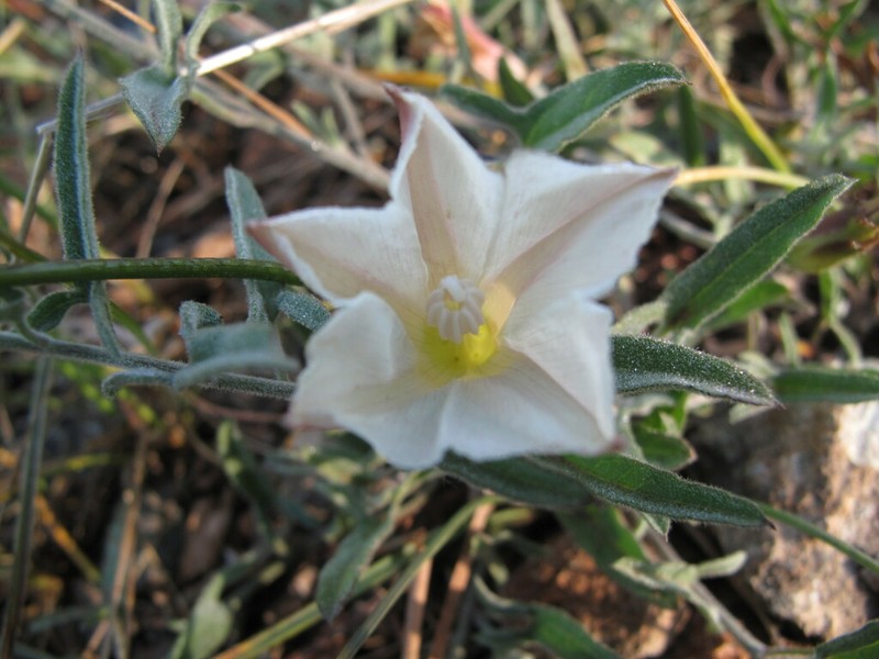 Van Zuuk False Bindweed photo 3
