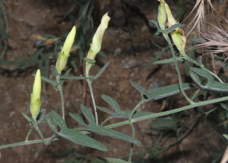 Van Zuuk False Bindweed photo 4