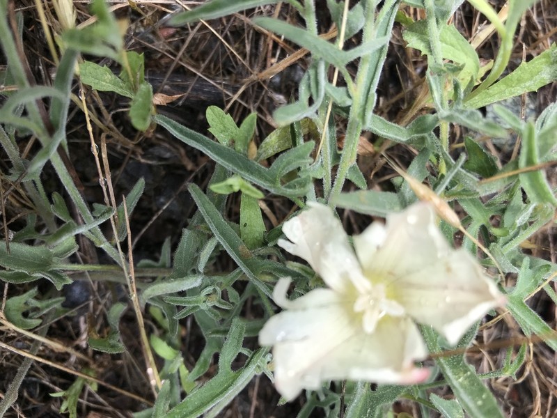 Van Zuuk False Bindweed photo 5