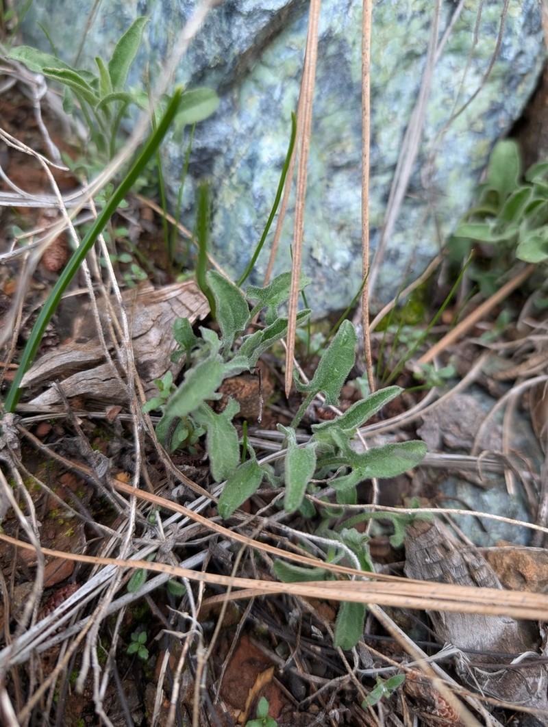 Van Zuuk False Bindweed photo 6