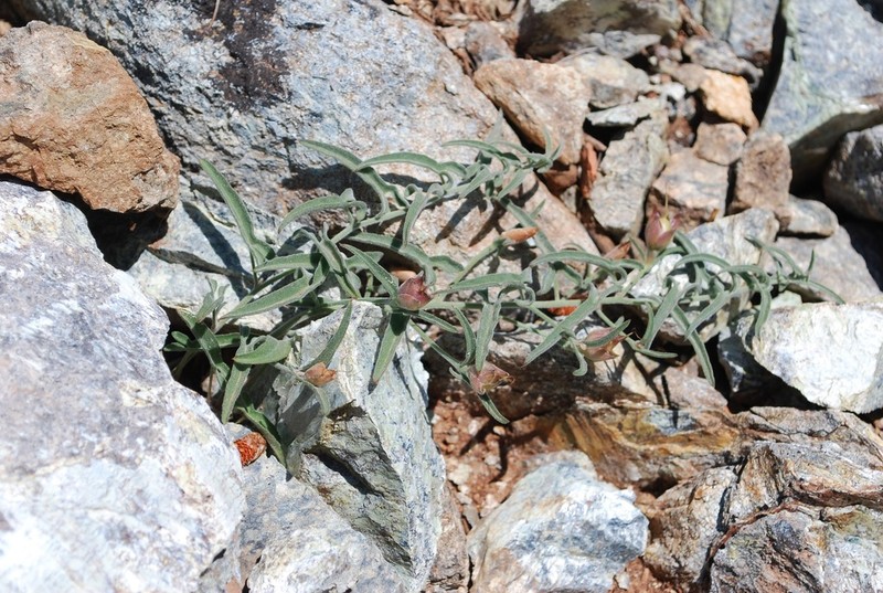 Van Zuuk False Bindweed photo 7