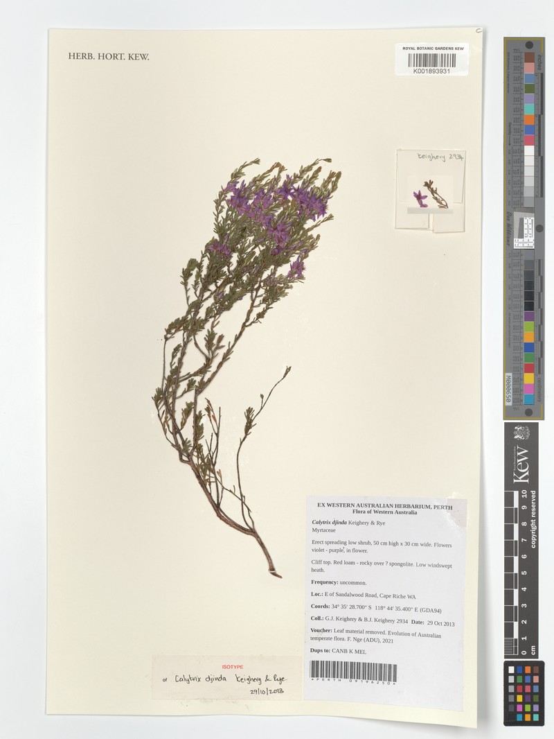 Calytrix djinda