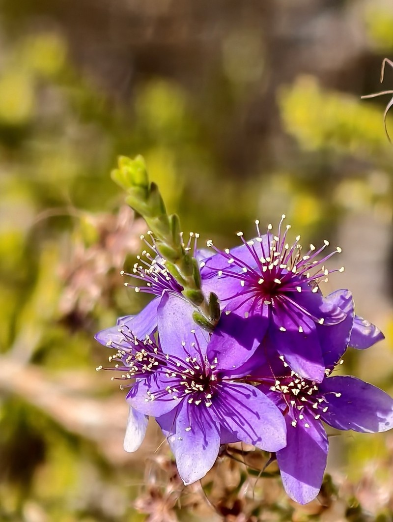 Calytrix mucronulata