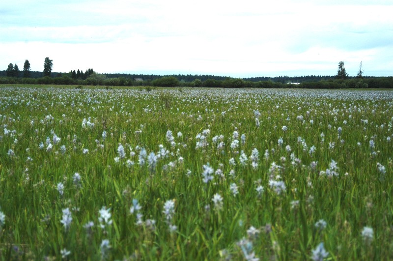 Prairie Camas