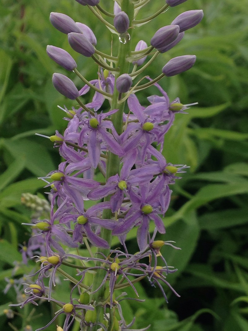 Prairie Camas
