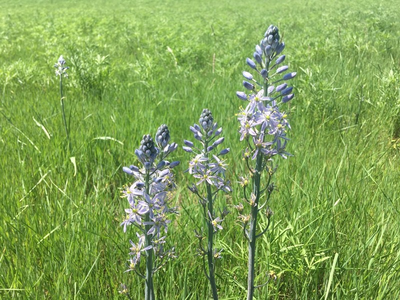 Prairie Camas photo 2