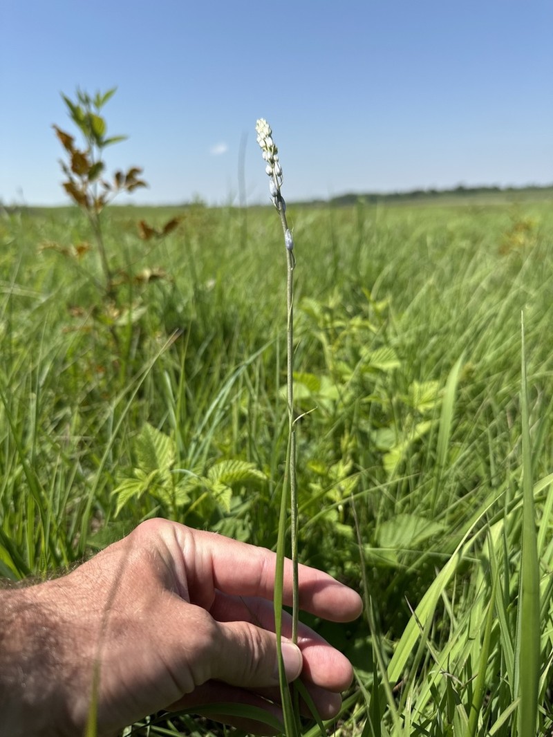 Prairie Camas photo 3