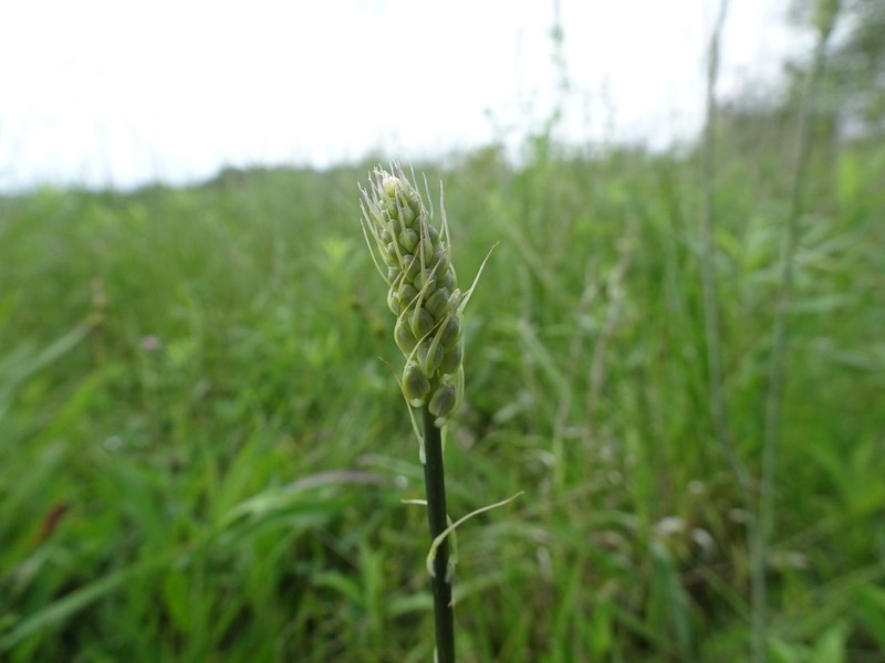 Prairie Camas photo 4