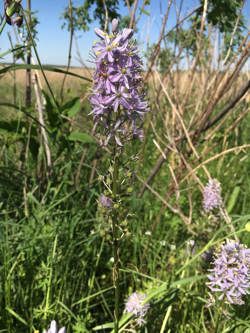 Prairie Camas photo 6