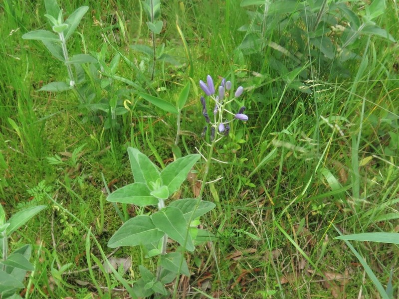 Prairie Camas photo 7
