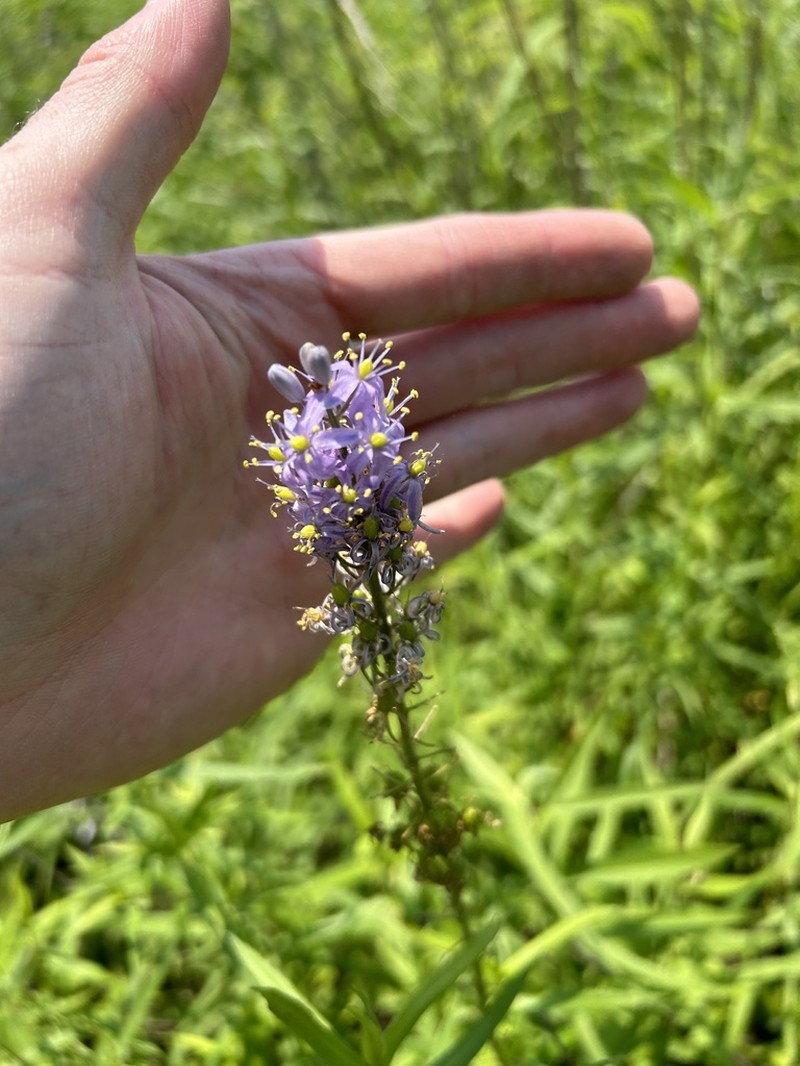 Prairie Camas photo 8