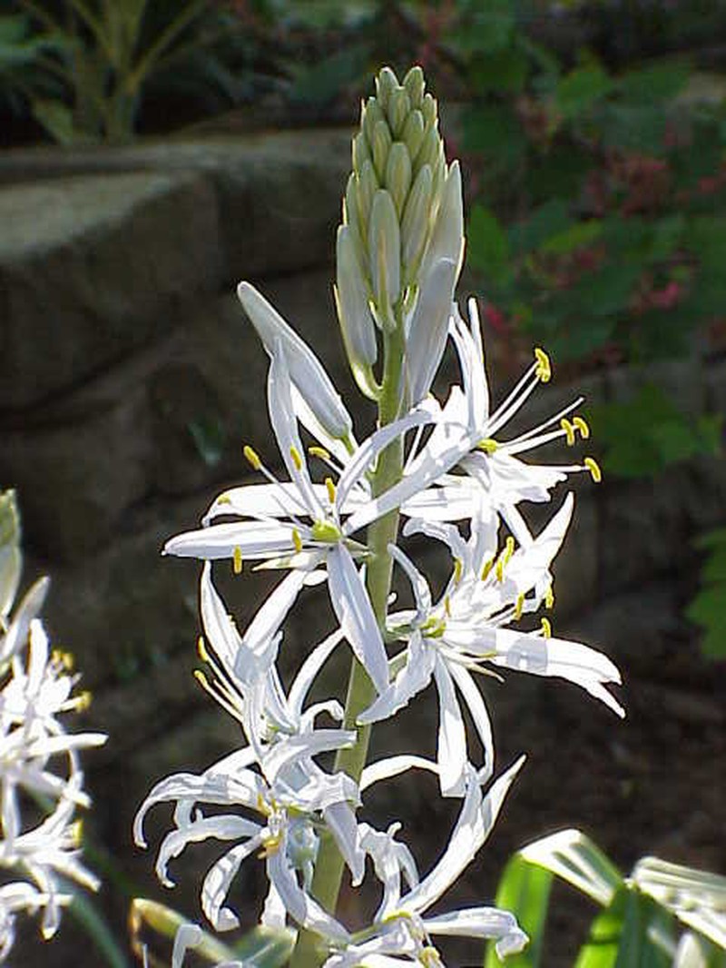 Cusick's Camas photo 2