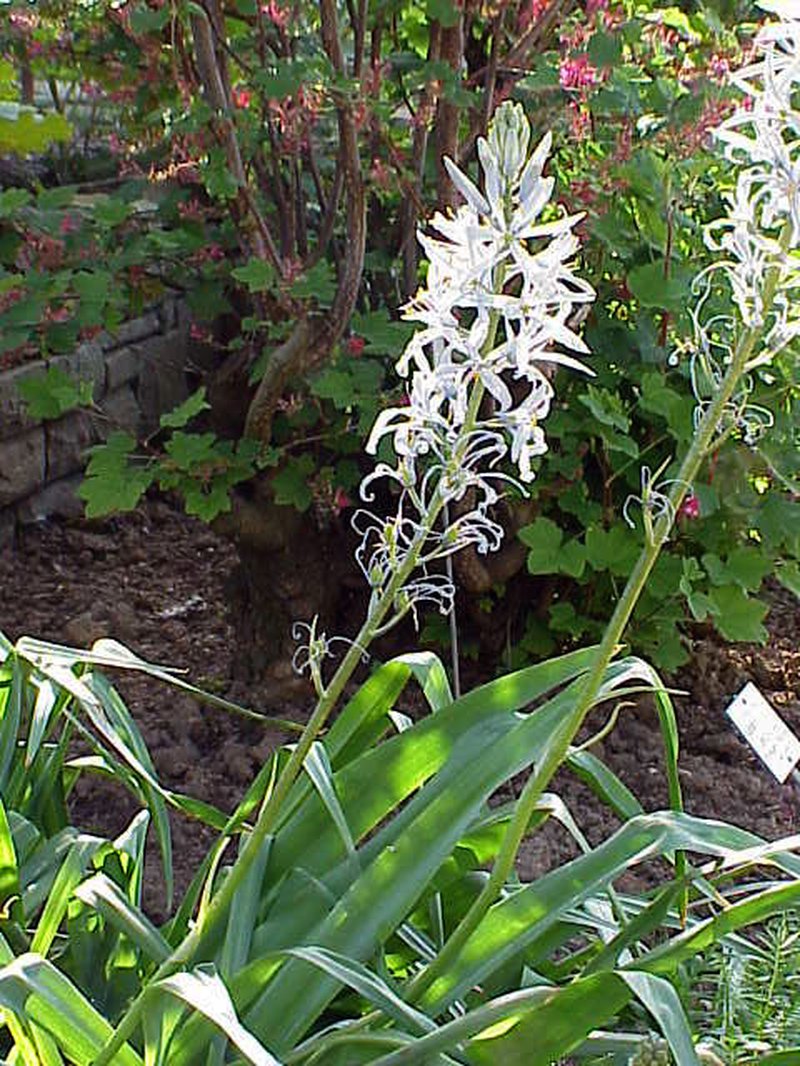 Cusick's Camas photo 3
