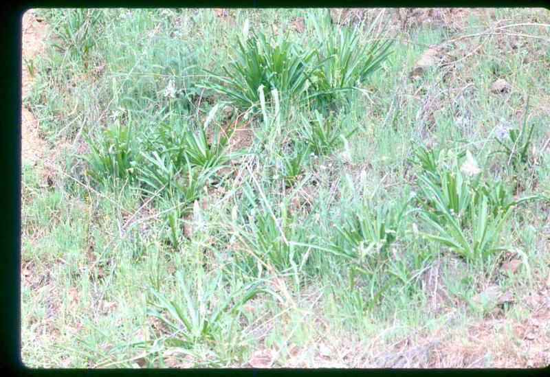 Cusick's Camas photo 4