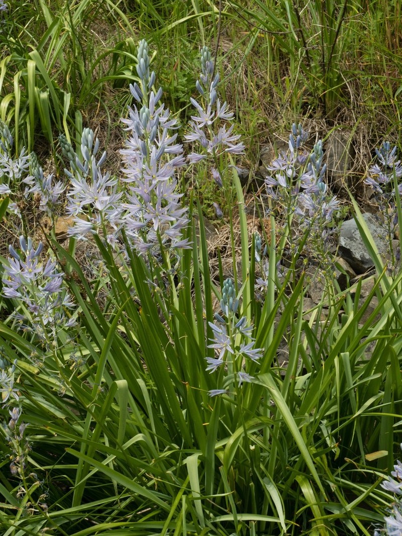 Cusick's Camas photo 5