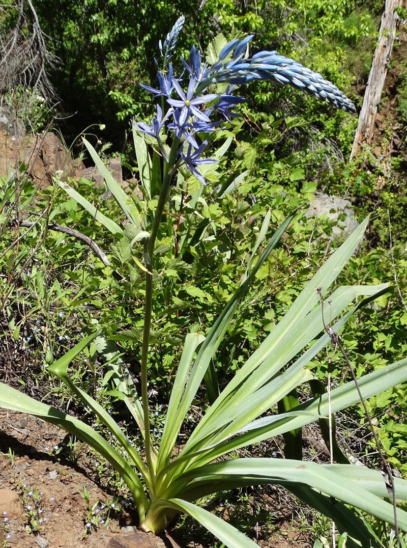 Cusick's Camas photo 6