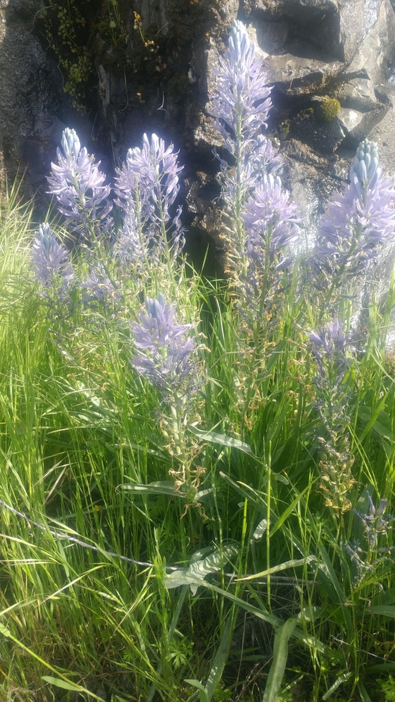Cusick's Camas photo 7