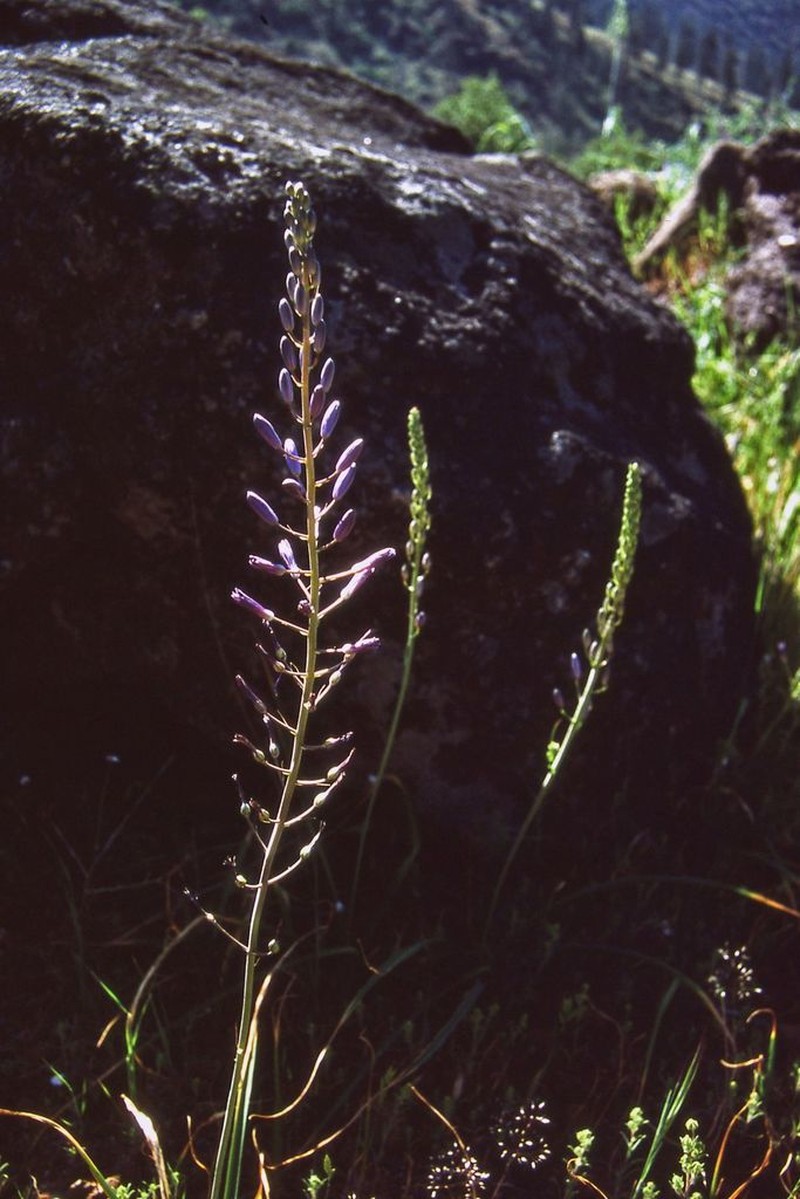 Howell's Camas photo 2