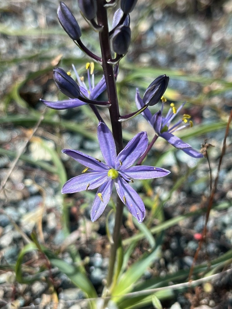 Howell's Camas photo 3