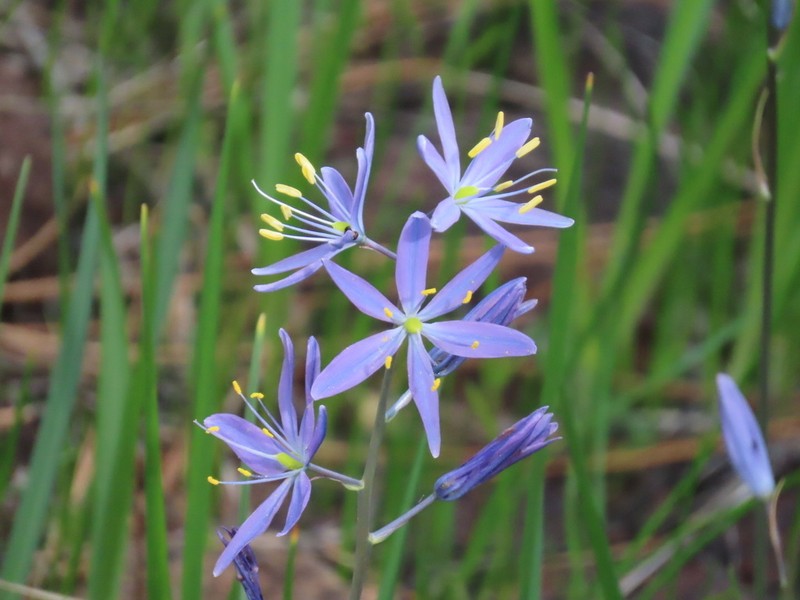 Howell's Camas photo 4