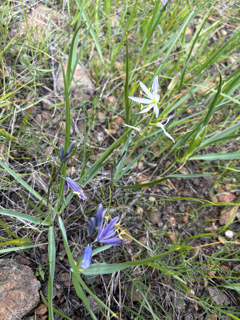 Howell's Camas photo 5