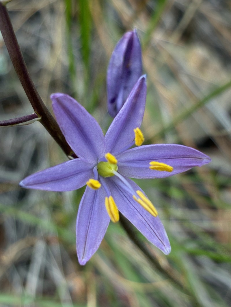 Howell's Camas photo 6
