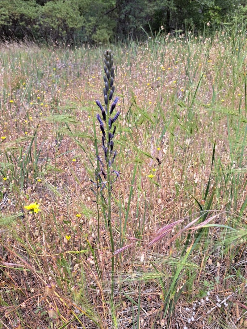 Howell's Camas photo 7