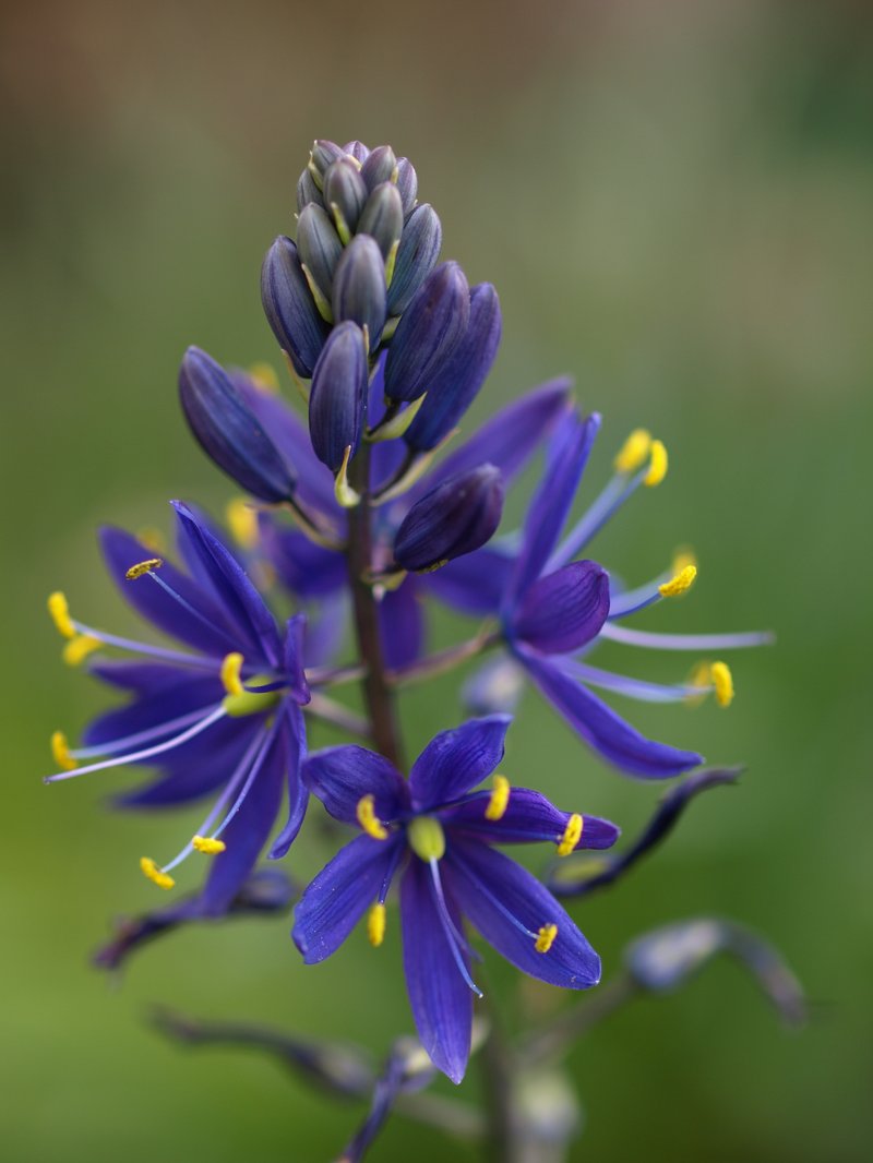 Large Camas