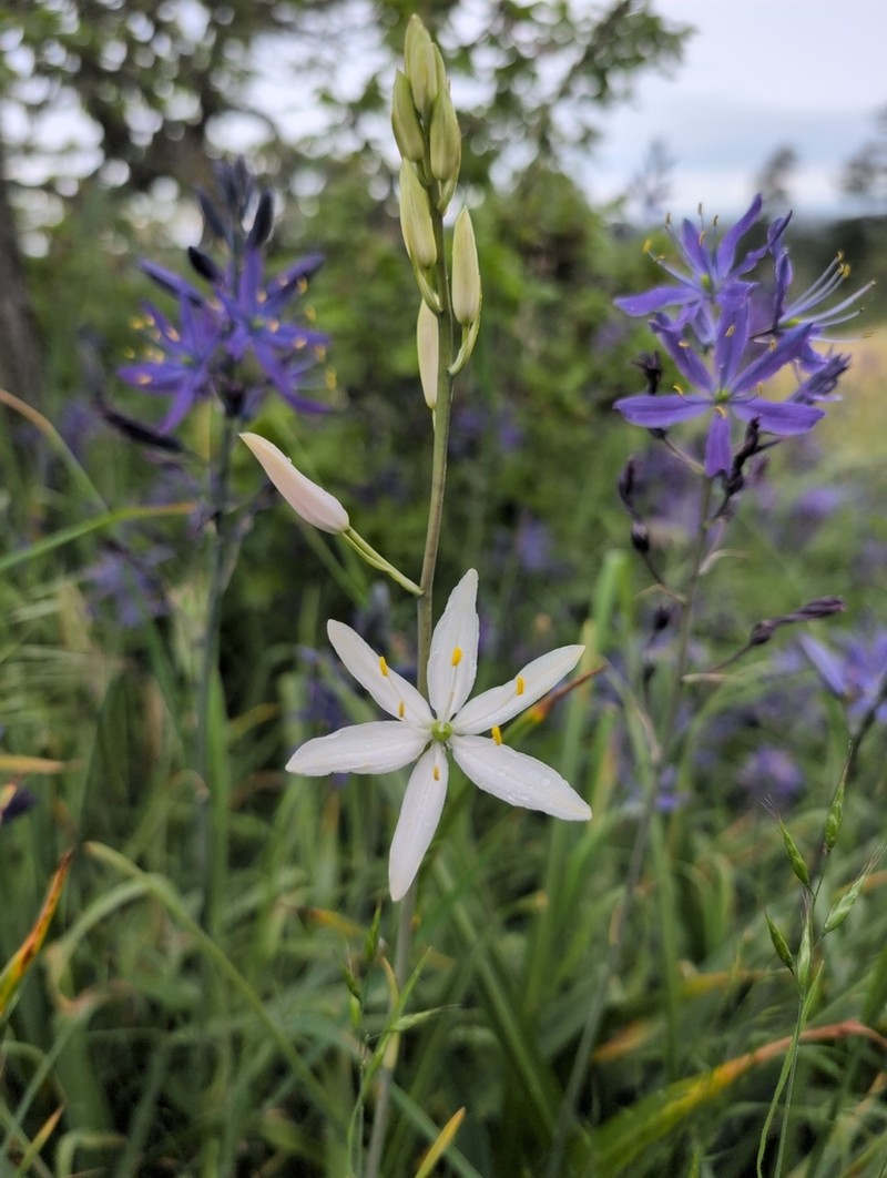Large Camas photo 2
