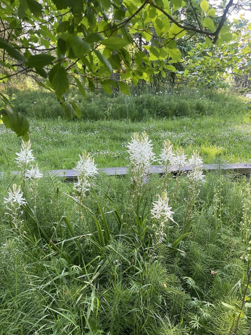 Large Camas photo 3