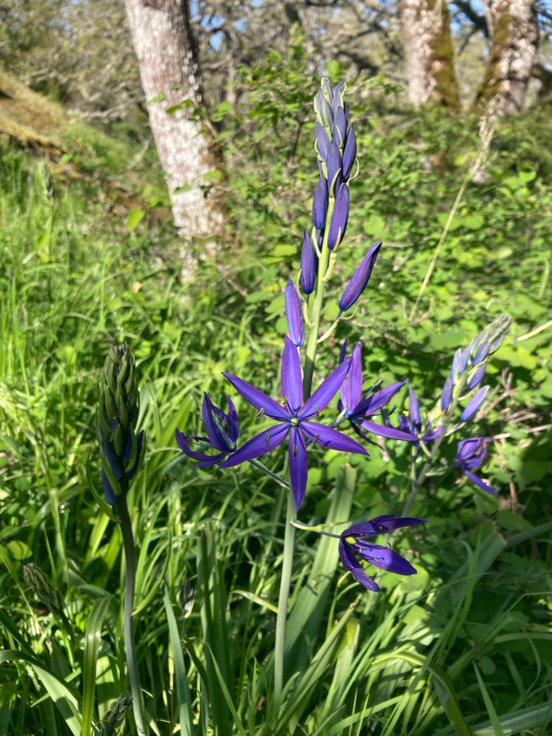Large Camas photo 4