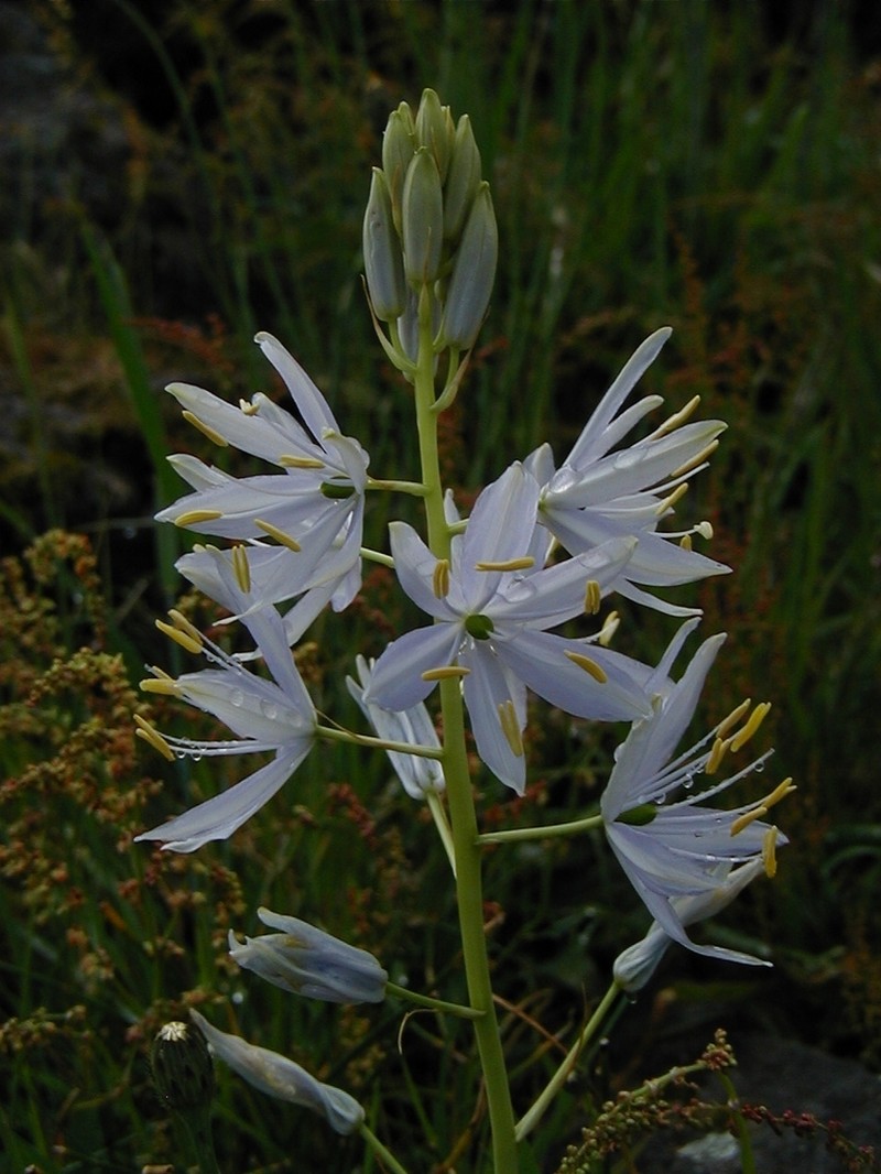 Large Camas photo 5